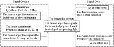 The Human Anger Face Likely Carries a Dual-Signaling Function